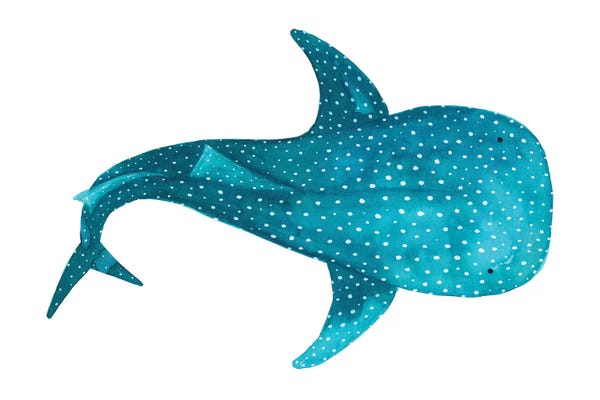 The Cosmic Whale: Whale Shark II by The Cosmic Whale