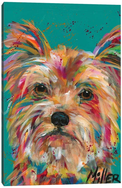 Scruffy Yorkie Canvas Art Print - Yorkshire Terrier Art