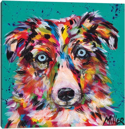 Aussie Stare Canvas Art Print - Australian Shepherd Art