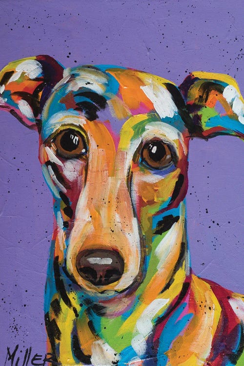 Italian Greyhound