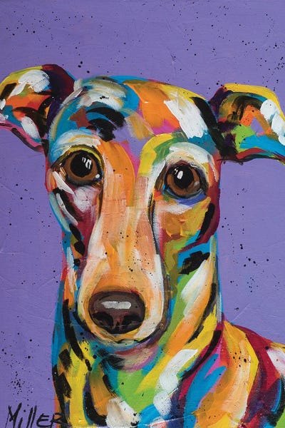 Italian Greyhounds: Italian Greyhound by Tracy Miller