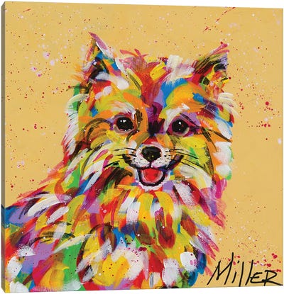 Pomeranian Canvas Art Print - Tracy Miller
