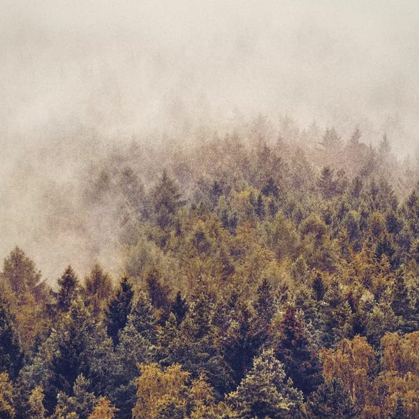 Mist & Fog: If You Had Stayed by Tordis Kayma