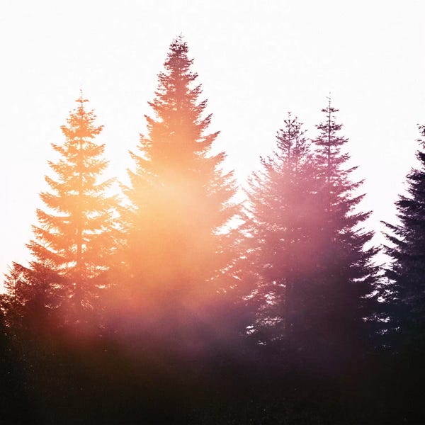 Evergreen Trees: Morning Glory by Tordis Kayma