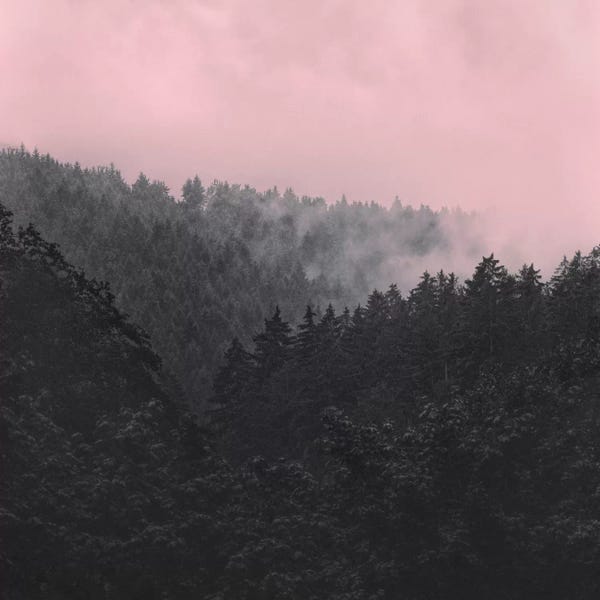 Evergreen Trees: Slowly Sinking In by Tordis Kayma