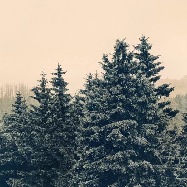 Evergreen Trees: Strange Days by Tordis Kayma