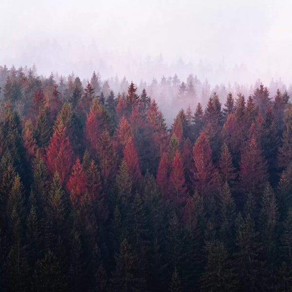 Mist & Fog: The Ridge by Tordis Kayma