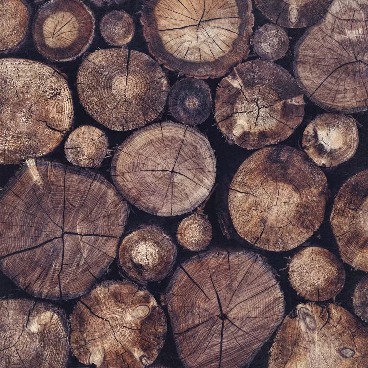 The Wood Holds Many Spirits by Tordis Kayma wall art