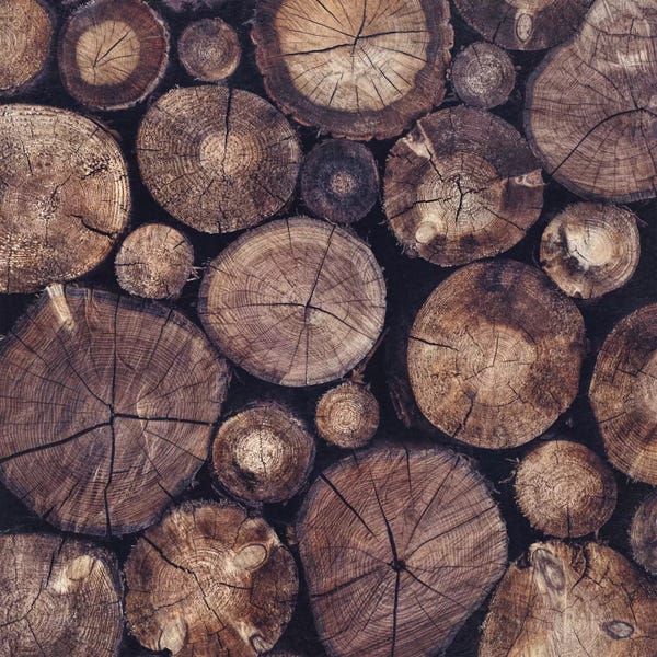 Nature Close-Ups: The Wood Holds Many Spirits by Tordis Kayma