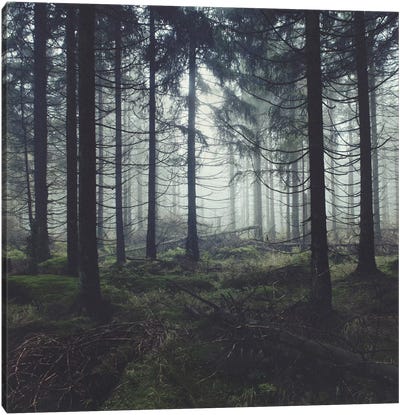 Through The Trees Canvas Art Print - Atmospheric Photography