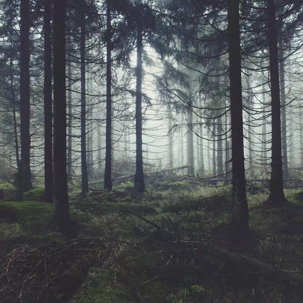 Large Photography - Canvas Prints: Through The Trees by Tordis Kayma
