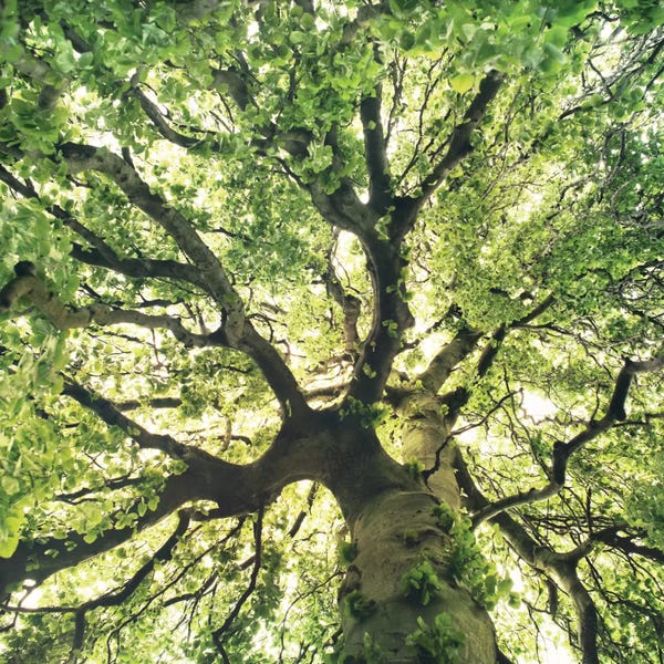 Tree Close-Ups: Under Your Skin by Tordis Kayma