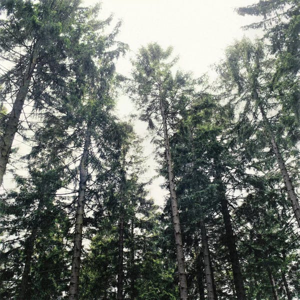 Evergreen Trees: Up In The Woods by Tordis Kayma