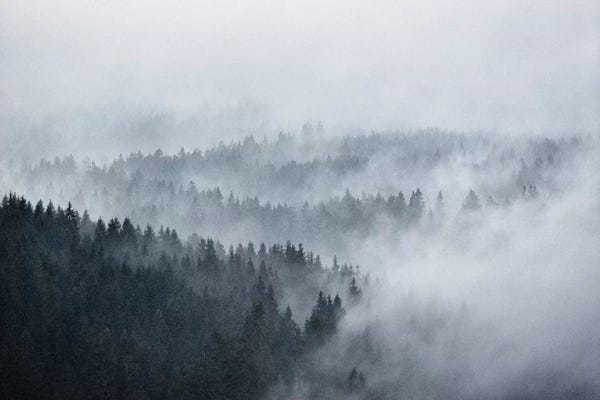 Evergreen Trees: The Waves by Tordis Kayma