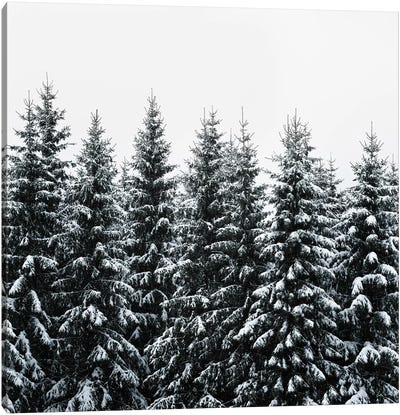 The White Bunch Canvas Art Print - Evergreen Tree Art