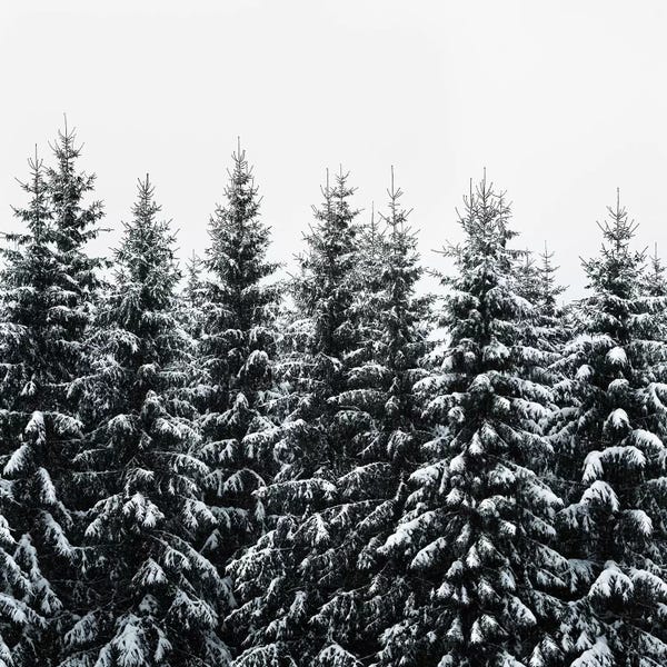 Evergreen Trees: The White Bunch by Tordis Kayma