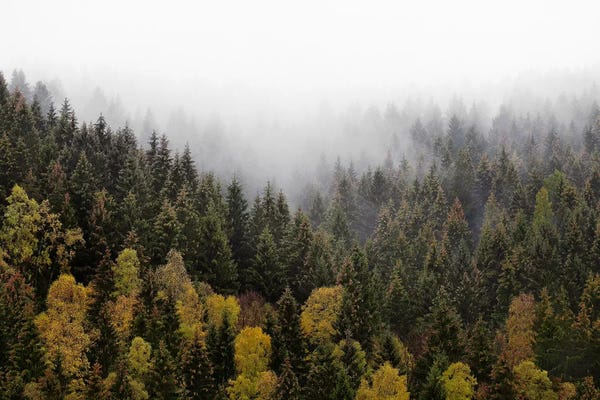 Evergreen Trees: Autumn Love by Tordis Kayma