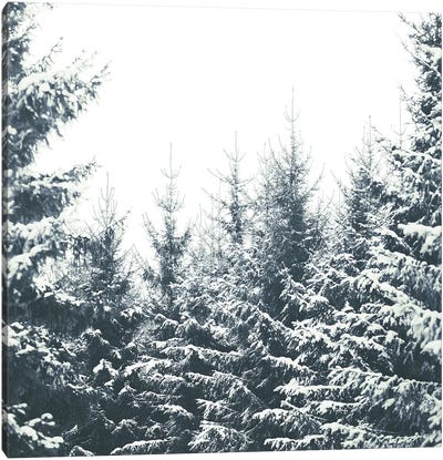 In Winter Canvas Art Print - Evergreen Tree Art