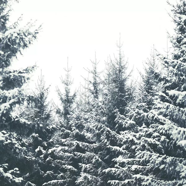 Evergreen Trees: In Winter by Tordis Kayma