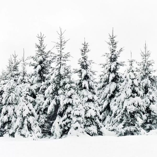 Pine Trees: Snow Porn by Tordis Kayma