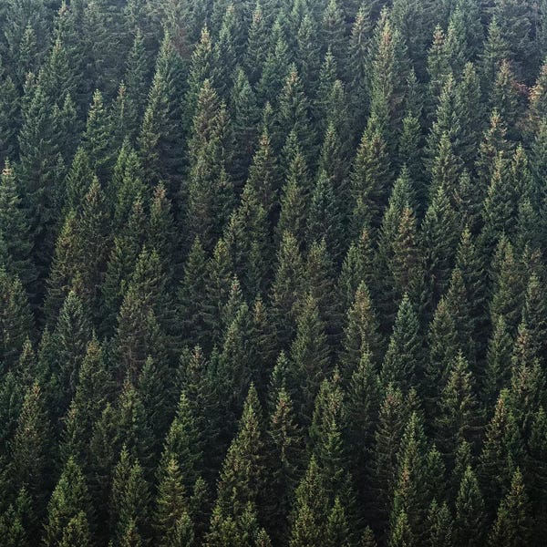 Evergreen Trees: Cover Me by Tordis Kayma