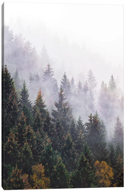 The Big Calm Canvas Art Print - Evergreen Tree Art