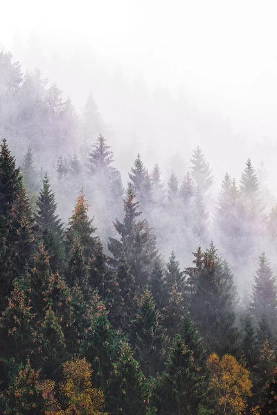 Evergreen Trees: The Big Calm by Tordis Kayma