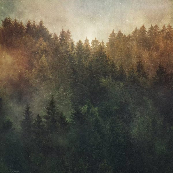 Forests: Asleep by Tordis Kayma