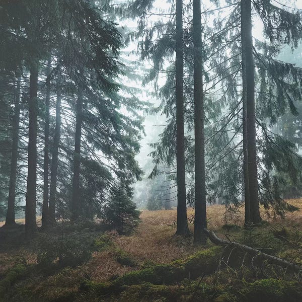 Pine Trees: Deep In The Woods by Tordis Kayma