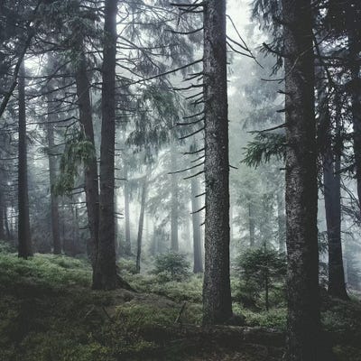 Path Vibes by Tordis Kayma canvas print