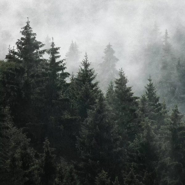 Pine Trees: Waiting For by Tordis Kayma