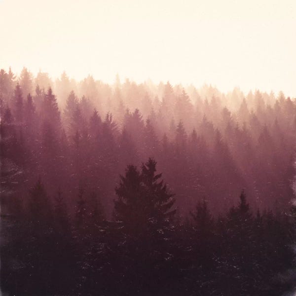 Evergreen Trees: Chasing Light by Tordis Kayma