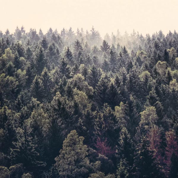 Evergreen Trees: Come Home by Tordis Kayma