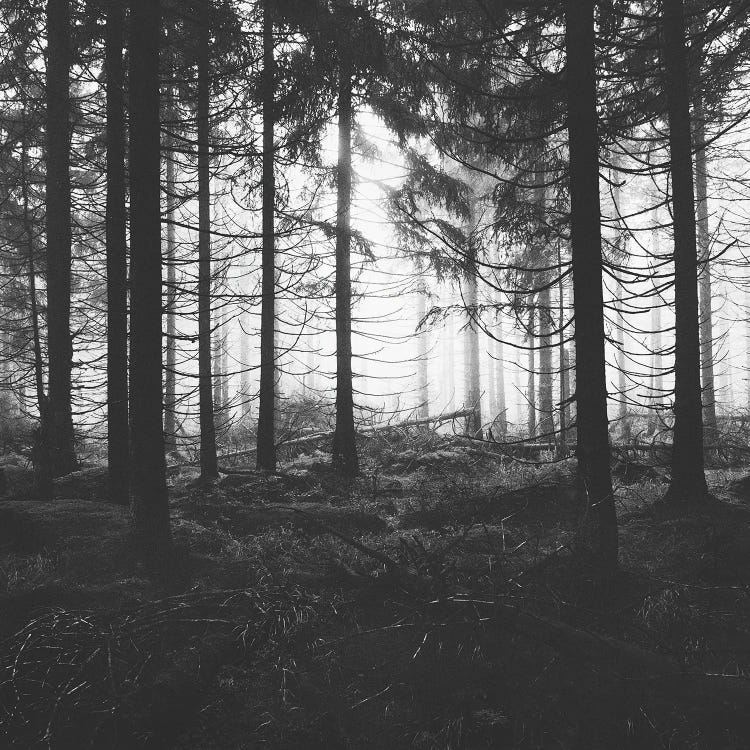 Through The Trees - Nightwalker In Ghostwood