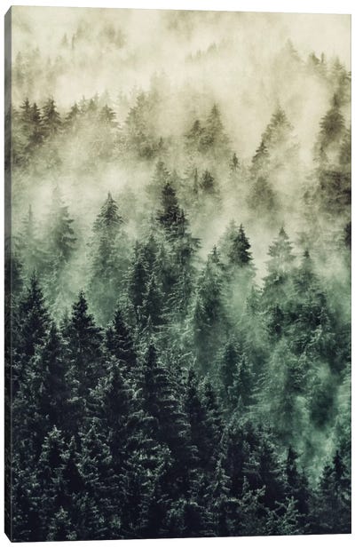 Everyday Fetysh Canvas Art Print - Pine Tree Art