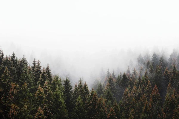 Tordis Kayma: The Window In The Woods by Tordis Kayma