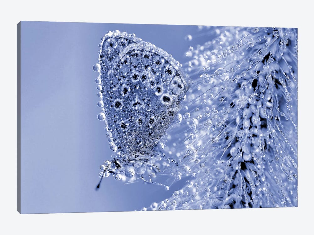 Christmas Butterfly Canvas Wall Art By Thierry Dufour Icanvas