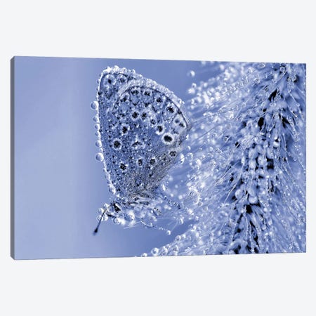 Christmas Butterfly... Canvas Print #TDU3} by Thierry Dufour Art Print