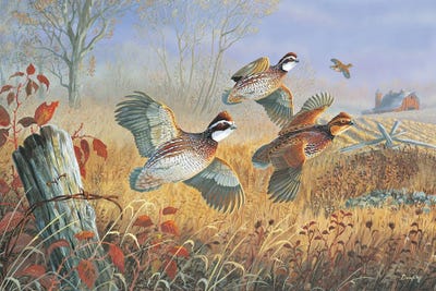 Quails - Canvas Prints: Back Forty Flush by Terry Doughty