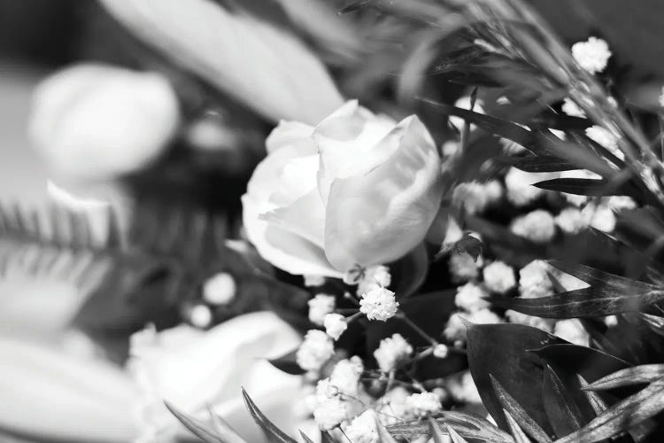 Dramatic Rose In Black And White