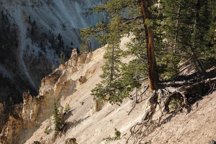 Hanging On At Yellowstone In Color