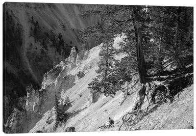 Hanging On At Yellowstone In Black And White Canvas Art Print - Wyoming Art