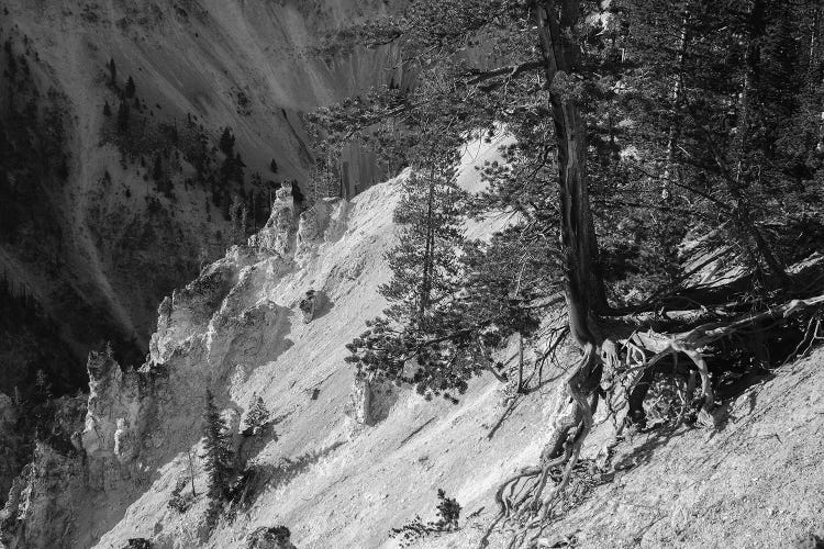 Hanging On At Yellowstone In Black And White