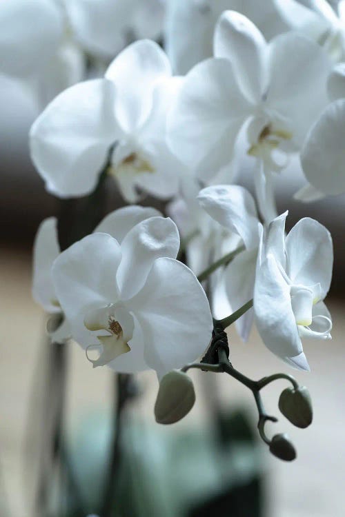 Delicate Orchids In Color