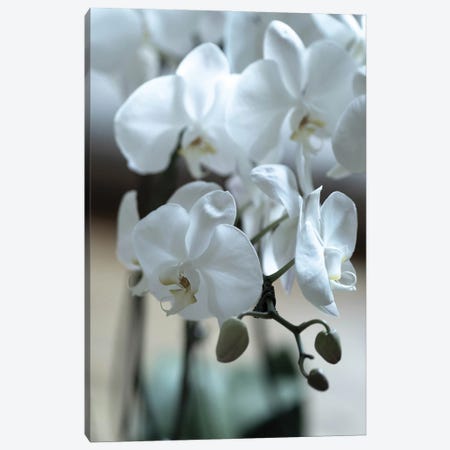 Delicate Orchids In Color Canvas Print #TEA23} by Teal Production Canvas Artwork