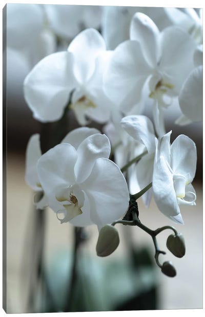 Delicate Orchids In Color Canvas Art Print - Teal Production