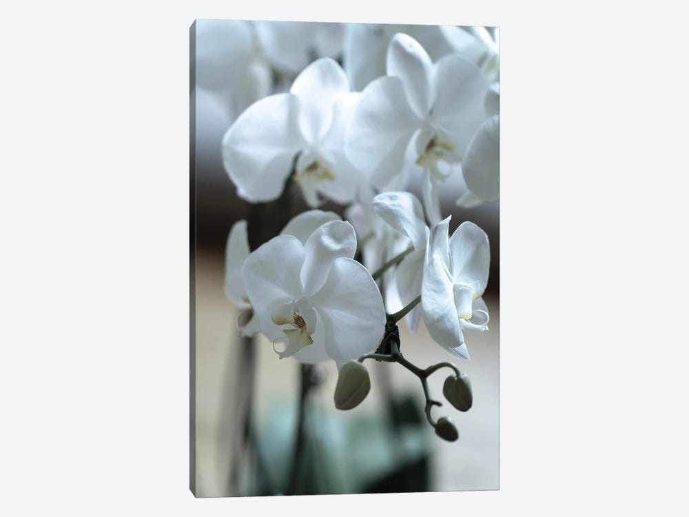 Delicate Orchids In Color by Teal Production 1-piece Canvas Artwork