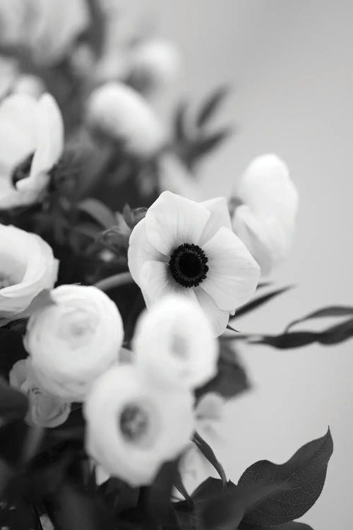 Anemones In Bloom Black And White