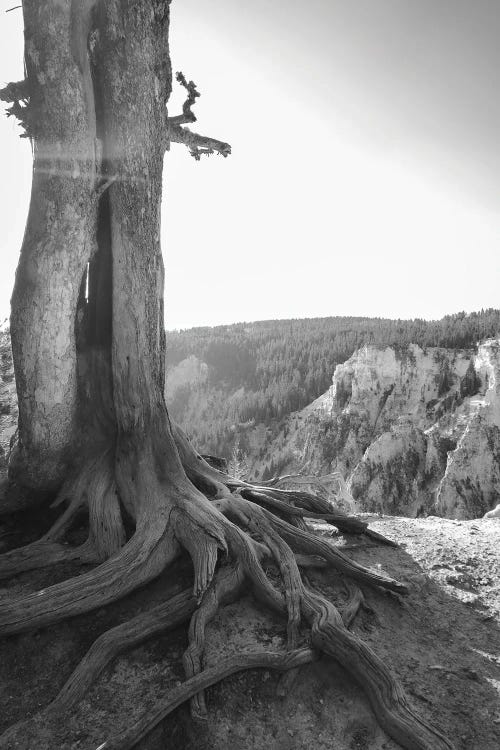 Rooted At Yellowstone In Black And White