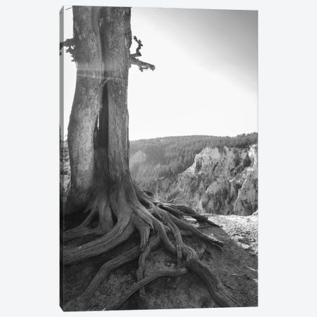 Rooted At Yellowstone In Black And White Canvas Print #TEA28} by Teal Production Canvas Wall Art